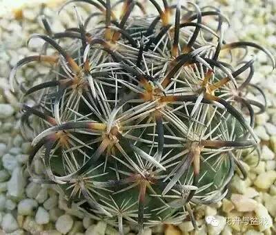 仙人球最常见的品种，你能认识几个？