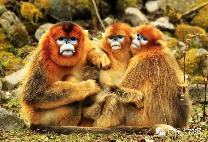 鐚村勾鍝佺墝鍛藉悕,鐚村勾鐚寸墝