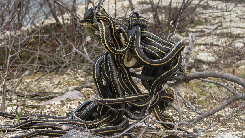 雄性生殖器会灭绝吗,雄性生殖器有软骨头