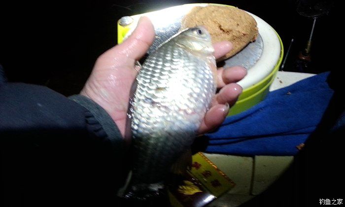 西江夜钓最佳时间,西江夜钓没口