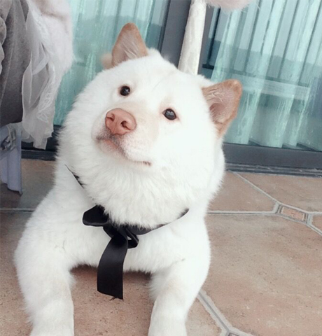 狗狗毛色变浅怎么办,狗狗毛色变淡能恢复吗