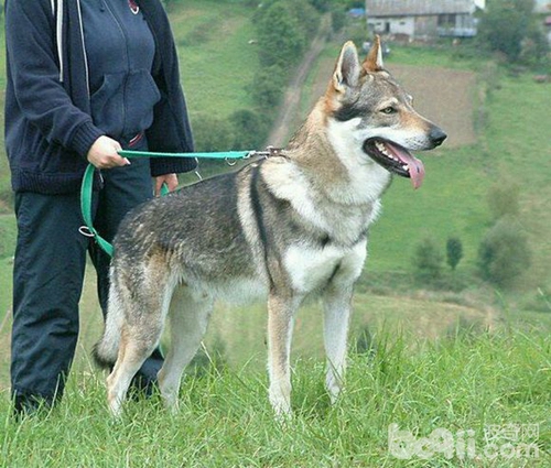 什么品种狼犬性格最好,威武霸气的狼犬