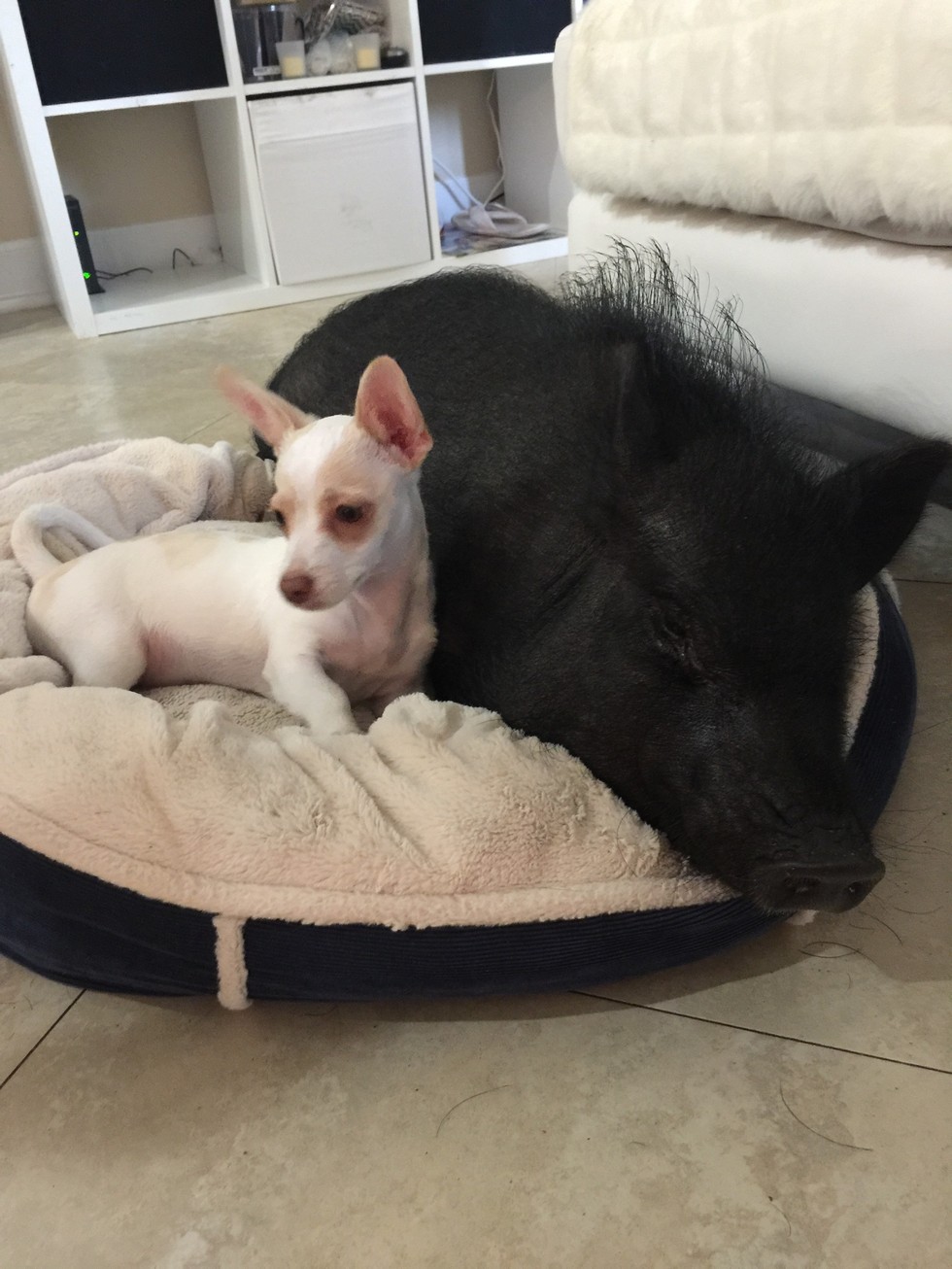 让一头母猪来照顾小奶狗还是挺靠谱的，开始主人觉得猪会攻击狗