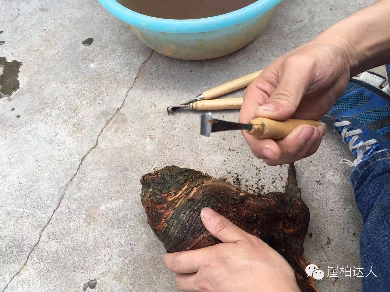 手把手教你打磨崖柏,崖柏玩皮怎么打磨