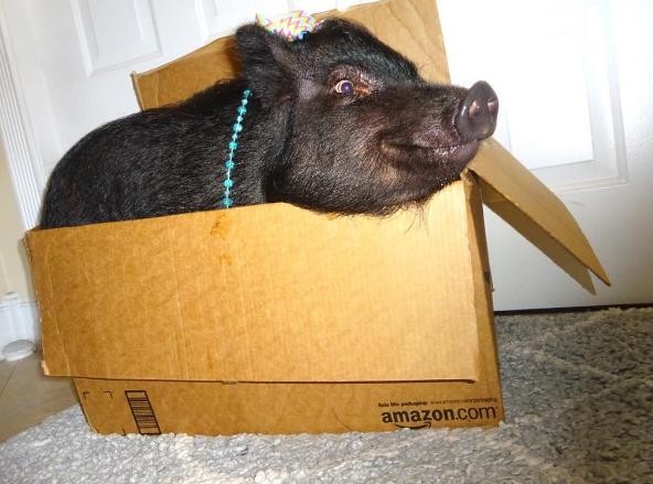 让一头母猪来照顾小奶狗还是挺靠谱的，开始主人觉得猪会攻击狗