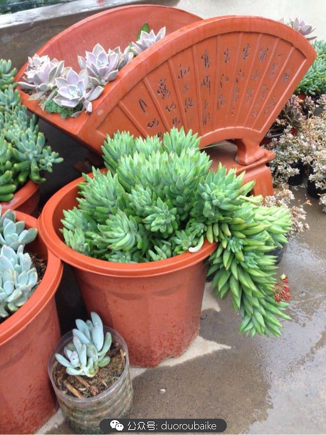 当多肉普货养出颜值，让所谓的韩货欧货都羞涩万分！