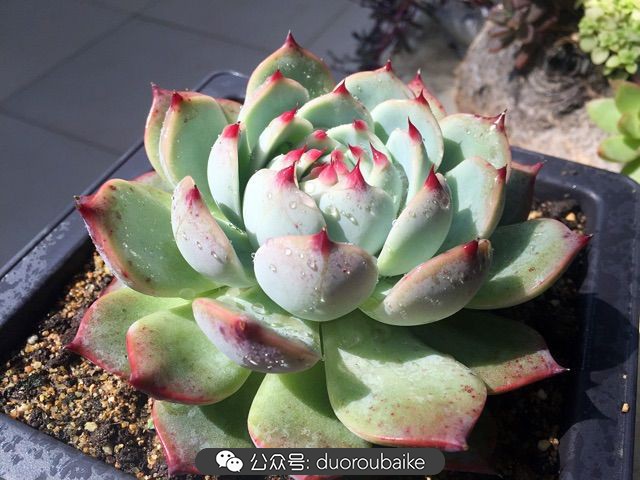 当多肉普货养出颜值，让所谓的韩货欧货都羞涩万分！