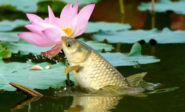 钓草鱼的玉米粒做法,玉米粒双钩钓草鱼钩距