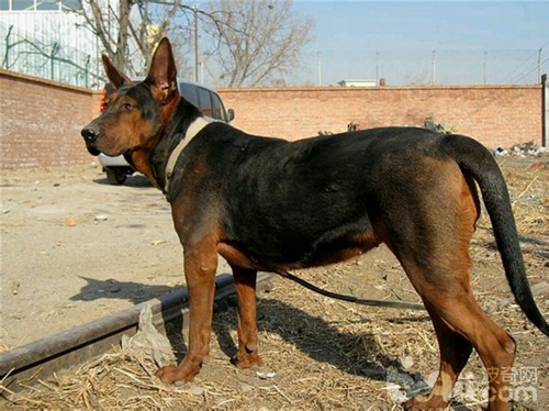 什么品种狼犬性格最好,威武霸气的狼犬