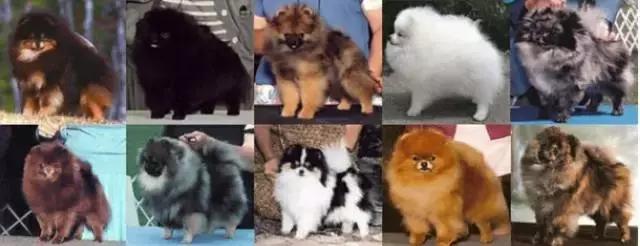 博美犬傲娇,公开课小狐狸请客