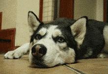 最适合12星座养的小狗狗,十二星座之星座狗