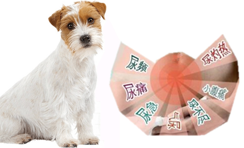 优宠管家:猫狗尿结石专题,独家食疗土方!