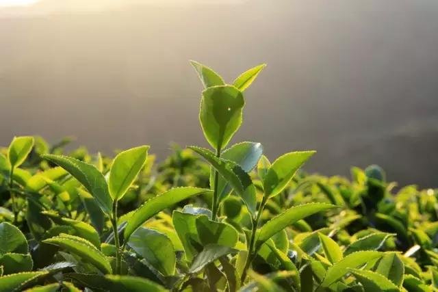 走进中国茶都安溪，看看是怎么样的一座城市