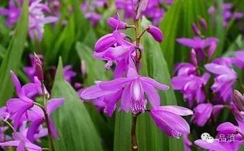 云南悄然掀起的这股“白及热”，很多人实现了“小目标”