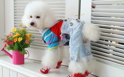 杜宾是去医院剪耳断尾吗,家养杜宾可以不剪耳和断尾吗