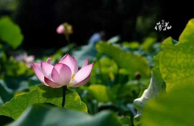 六十多家旅游景点门票半价,这8家景区免费或有优惠