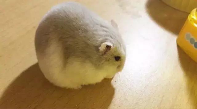 适合学生党的可爱活泼小仓鼠,学生党的小型仓鼠10元