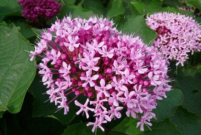 每日一花鲜花,每日一花之绣球花