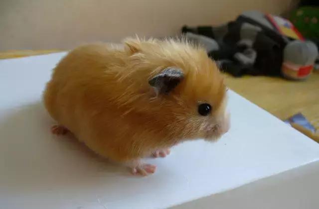 适合学生党的可爱活泼小仓鼠,学生党的小型仓鼠10元