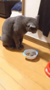 你不知道的仓鼠小秘密,适合学生党的小仓鼠