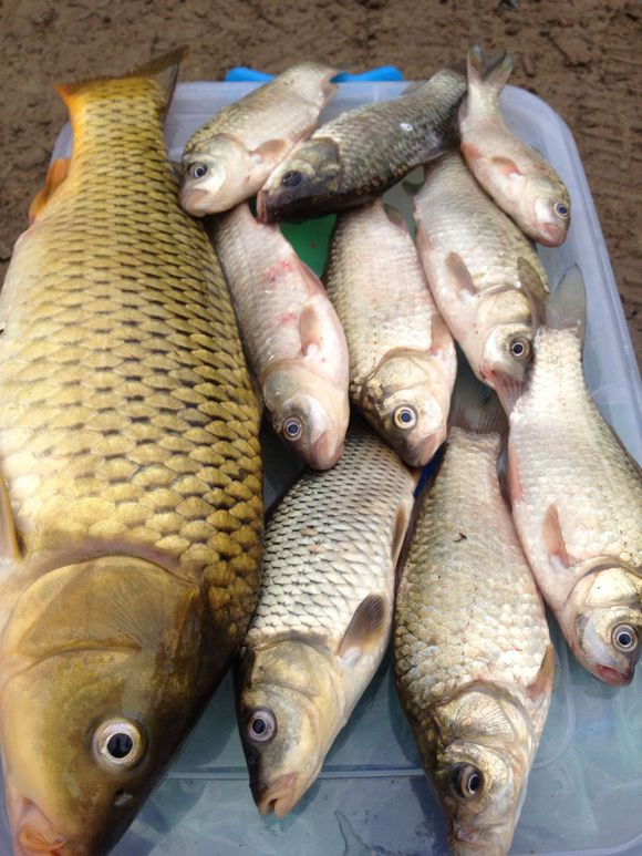 带小伙伴们去水库钓鱼,带大家一起去钓鱼