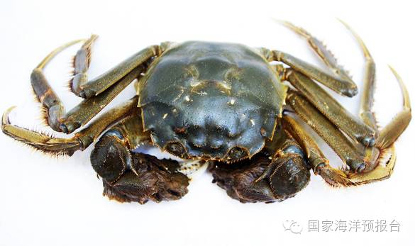 “秋风起，蟹飘香”~河蟹海蟹傻傻分不清？