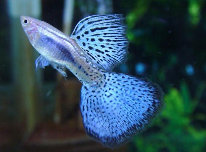 如何养鱼才能让金鱼活得久,养鱼小妙招养金鱼