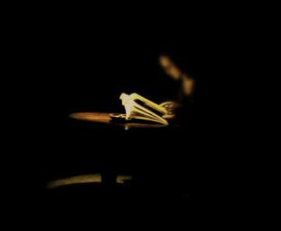 死了三年的塾师居然还在教书，这位夏大先生执念太深