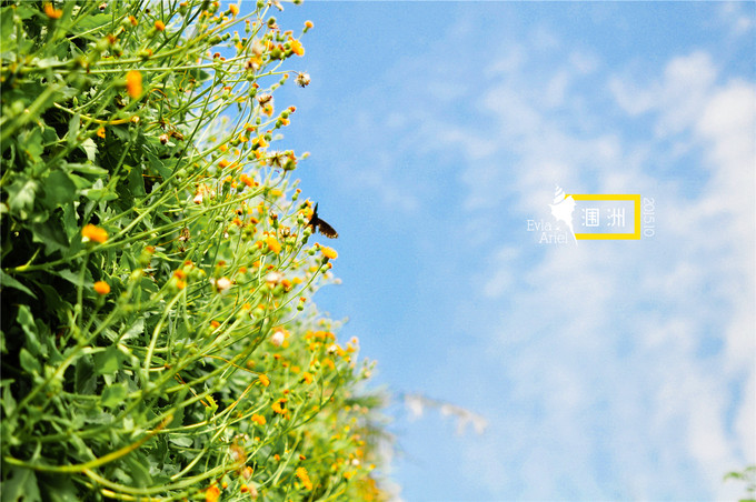 涠洲岛的浪漫旅行,和你去浪漫的涠洲岛