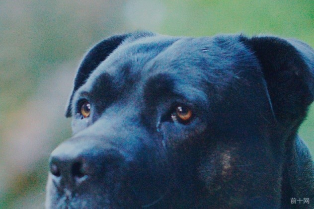 英格兰犬的故事,英格兰故事