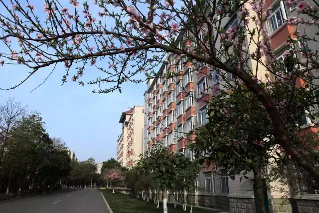 德阳美丽自然风光,德阳学校风景