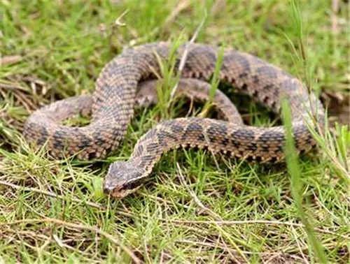 恐怖诡异的五步蛇,惊现两条巨型五步蛇