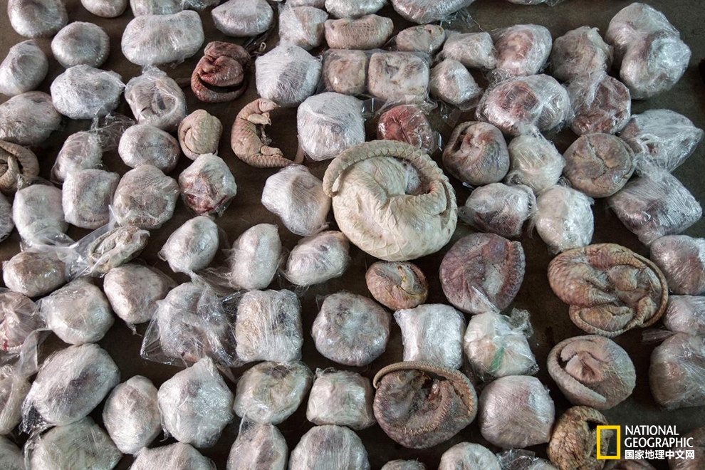 缅甸边境非法穿山甲贸易现状