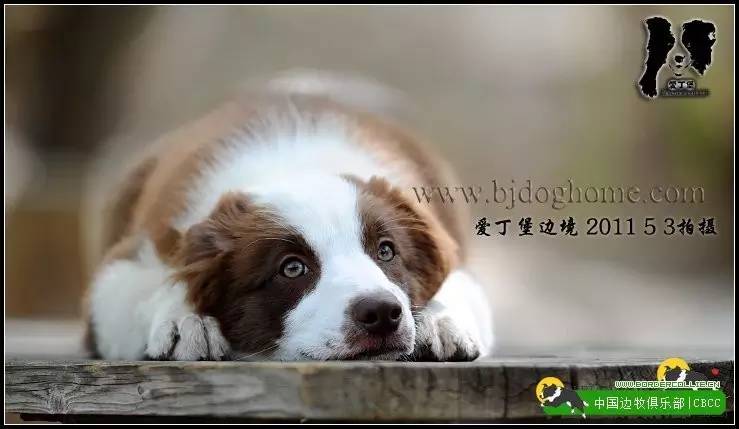 一梦谈狗l边牧的脸怎样比较美？