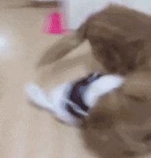 金毛能有多吃醋,金毛为什么容易吃醋