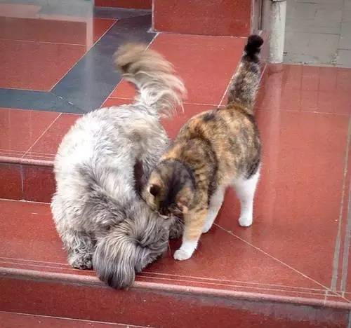 狗狗对着门外大叫是怎么了,狗为什么老是敲自己家的门