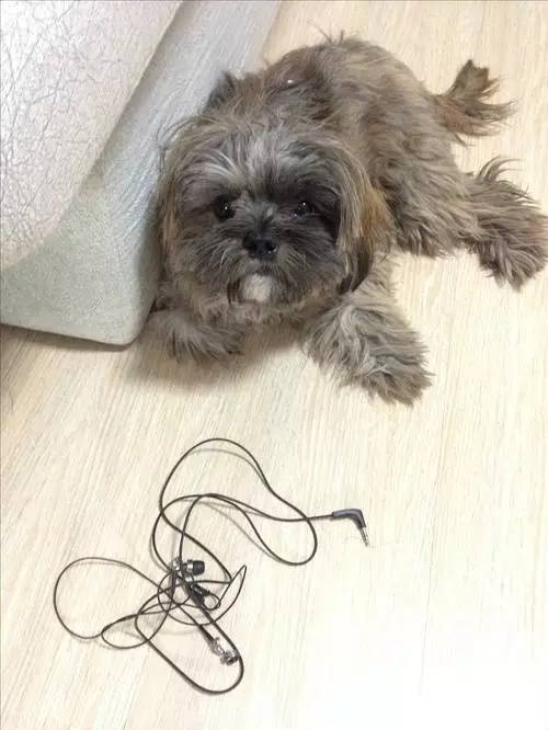 狗狗对着门外大叫是怎么了,狗为什么老是敲自己家的门