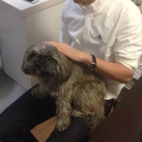 狗狗对着门外大叫是怎么了,狗为什么老是敲自己家的门