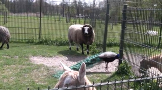 谷歌认证导出账号,谷歌认证程序