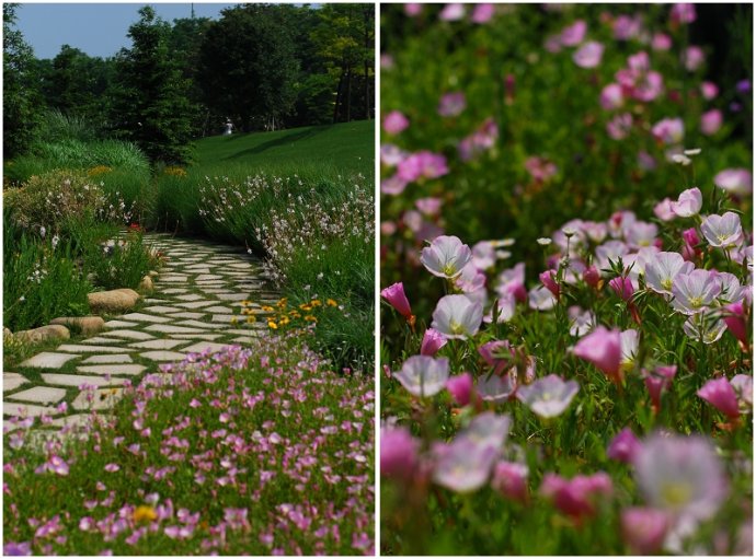 辰山植物园旱溪花境,上海辰山植物园珍稀植物