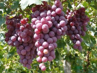 周公解梦梦见核桃,周公解梦梦见苹果是怎么回事呢