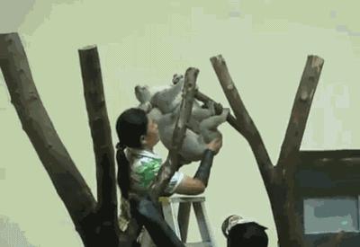 盘点萌死人不偿命的生物动图，看完也觉得自己萌萌哒