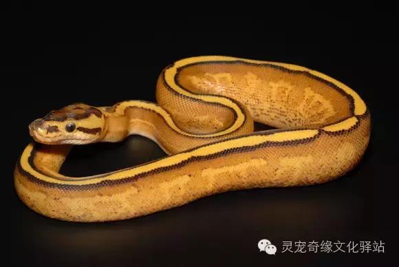 球蟒基因图鉴入门,球蟒基因品系大全
