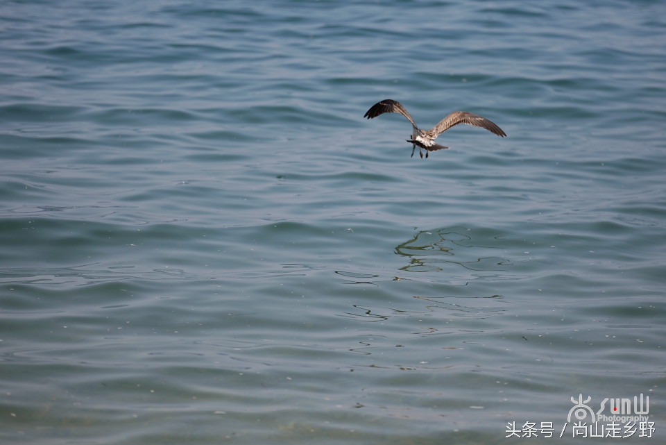 这座没有居民的小岛，是海鸥的王国，为何却叫海驴岛？