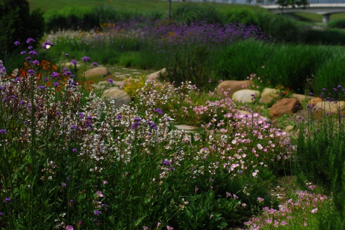 辰山植物园旱溪花境,上海辰山植物园珍稀植物