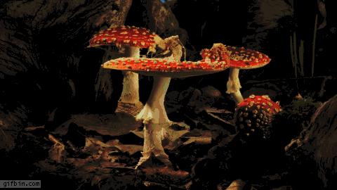 野生蘑菇是侧耳还是平菇,野生蘑菇黑的好还是白的好