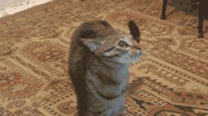 主人害怕虫子,主人怕蜘蛛叫猫咪