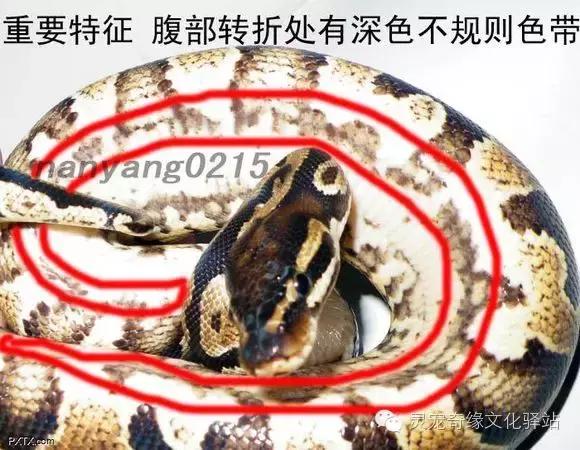 球蟒基因组合大全,球蟒基因品系图鉴下载