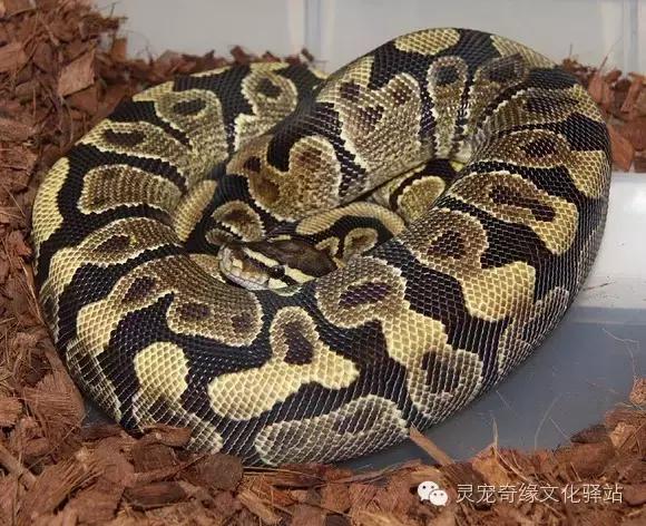 球蟒基因图鉴入门,球蟒基因品系大全