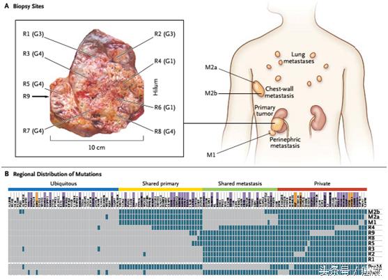 科普肿瘤的慢性病治疗模式,肿瘤耐药的研究方法